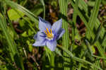 Prairie pleatleaf